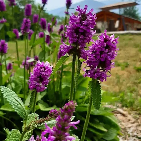 아파트 Semi Al Vento: La Bio-casa Nel Giardino Incantato! Paesana