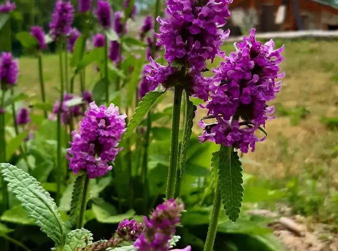 Appartement Semi Al Vento: La Bio-casa Nel Giardino Incantato! Paesana